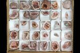 Flat: Small, Pink Amethyst Geode Sections From Argentina - Pieces #182599-3